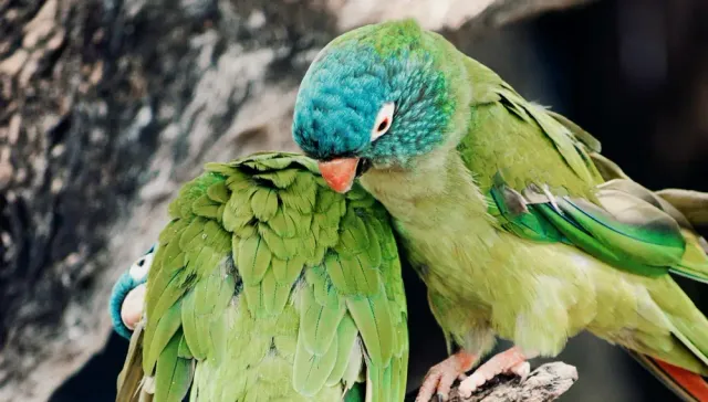 Geflügelte Liebesgeschichten